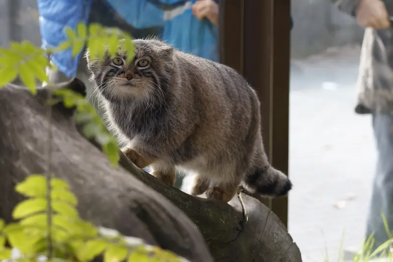 A photograph of Timofey in Moscow zoo