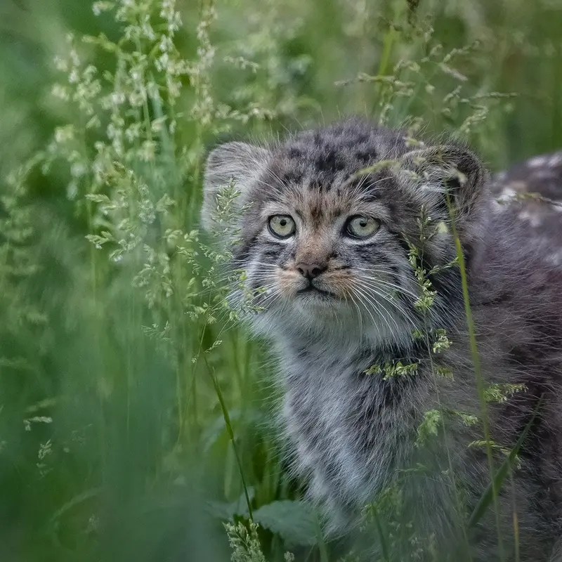 A photograph of a Pallas's cat in Port Lympne Wild Animal Park