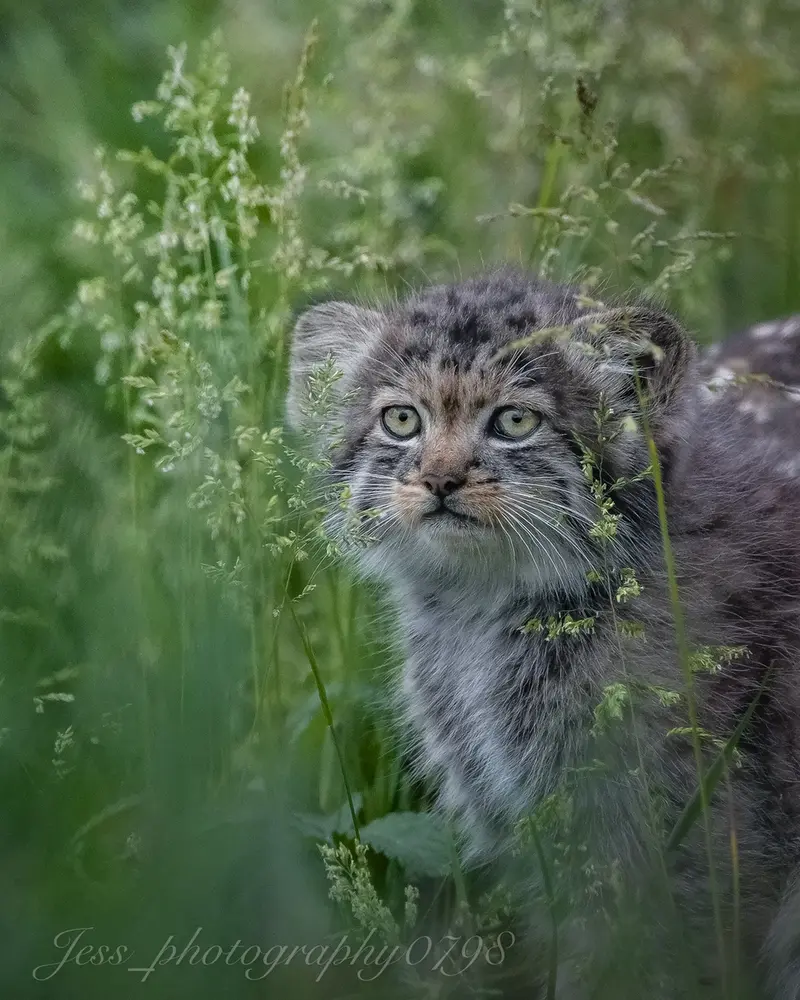 A photograph of a Pallas's cat in Port Lympne Wild Animal Park