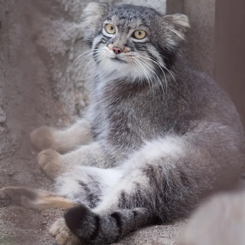 A photograph of Figa in Nogeyama Zoo