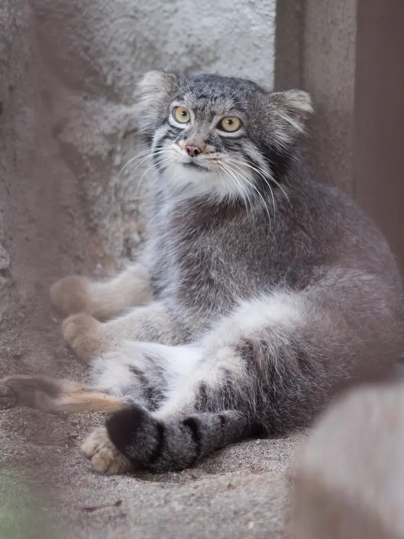 A photograph of Figa in Nogeyama Zoo
