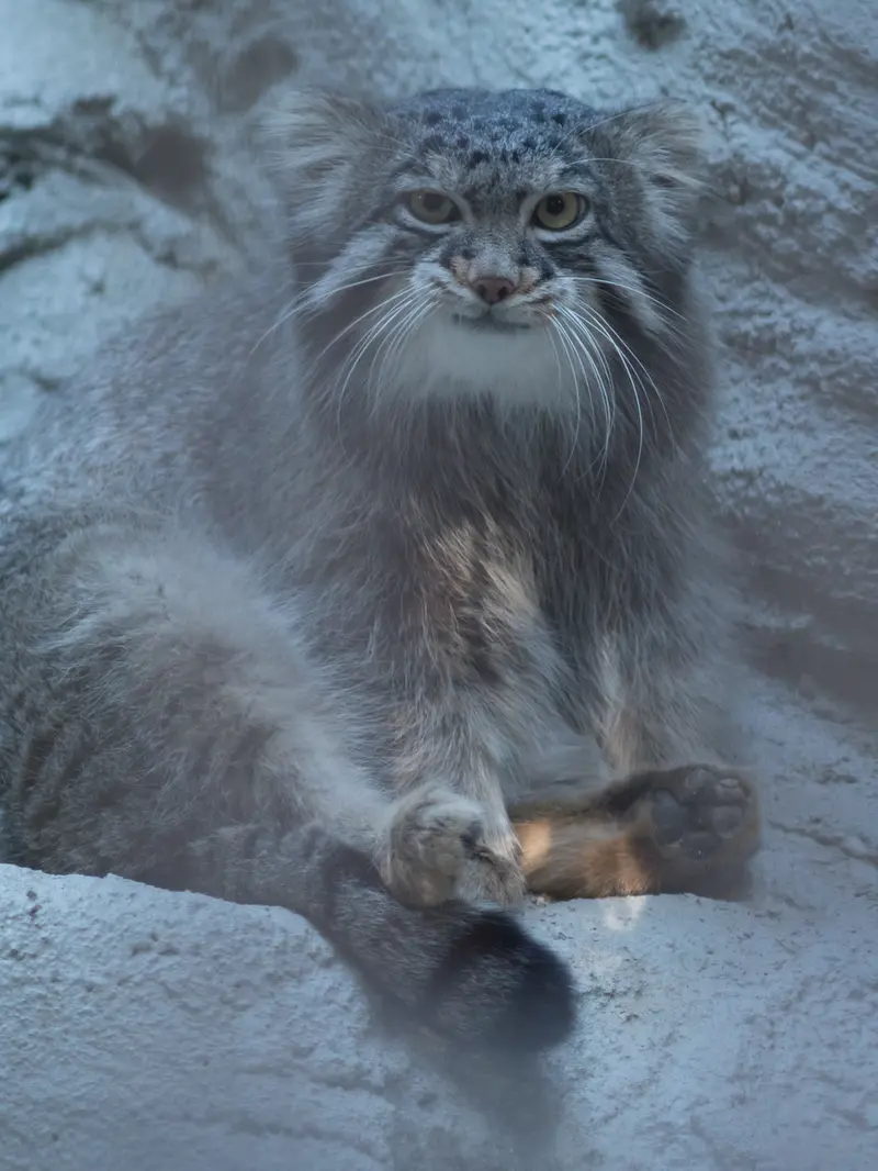 A photograph of Figa in Nogeyama Zoo