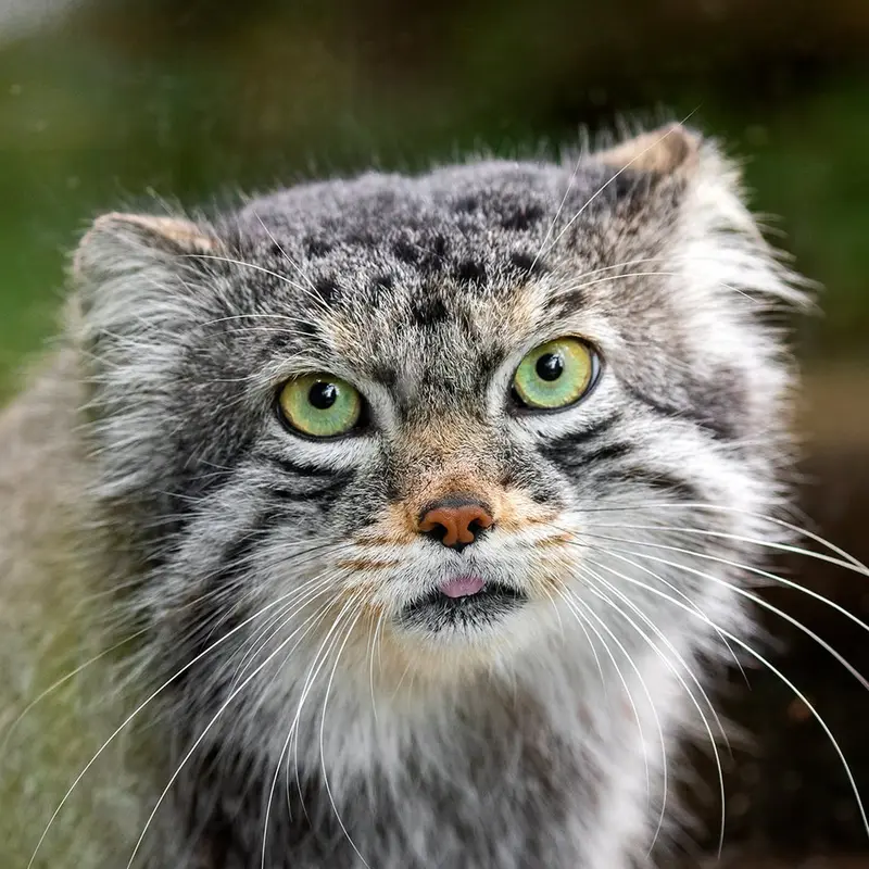 Bo the Pallas's cat from Cheyenne Mountain Zoo
