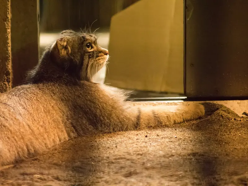 A photograph of Figa in Nogeyama Zoo