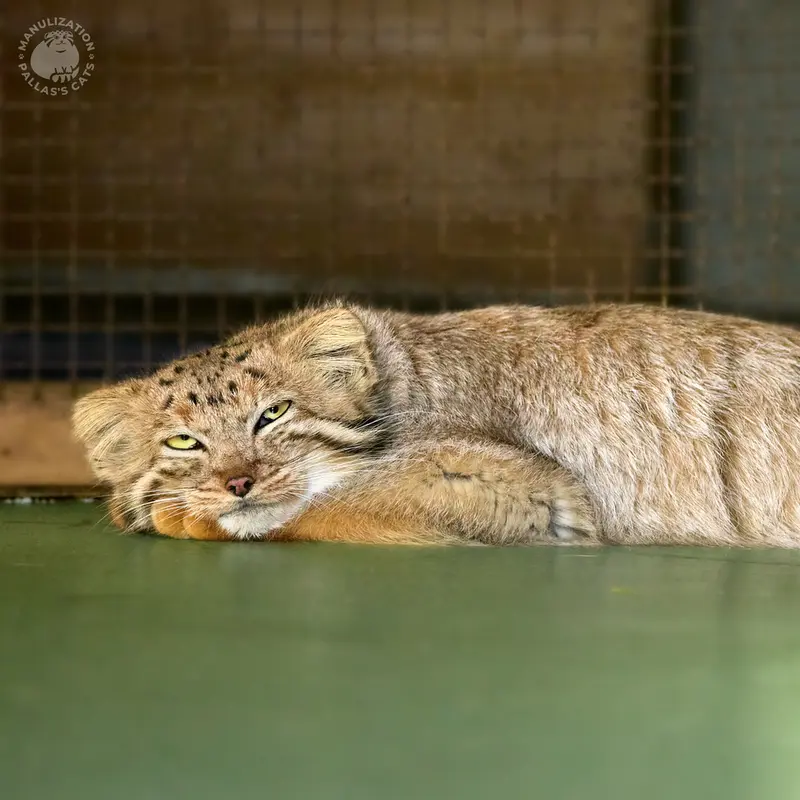 A photograph of Naré in Yerevan Zoo