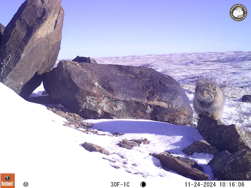 A photograph of Otocolobus manul manul from Koshkar camera trap