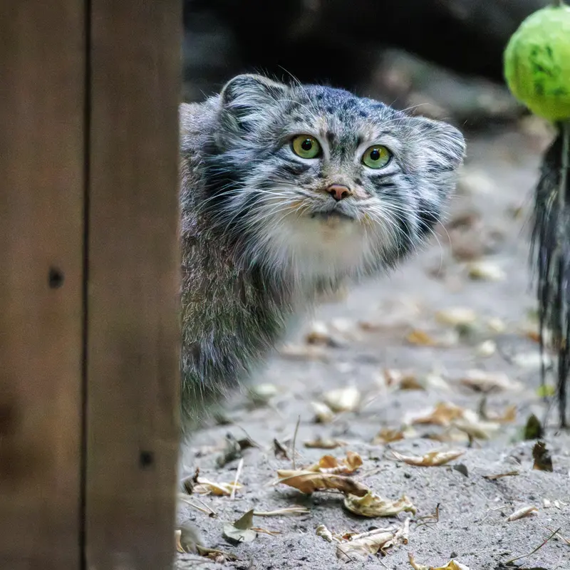 A photograph of Snezhana in Novosibirsk Zoo