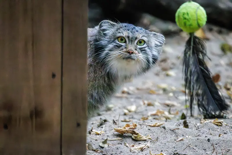 A photograph of Snezhana in Novosibirsk Zoo