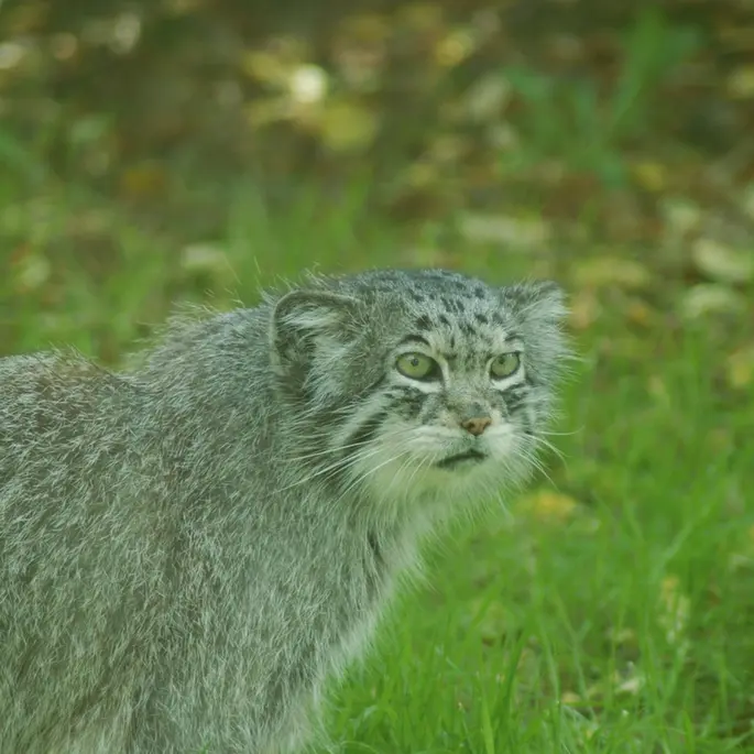 A photograph of a Pallas's cat in Howletts Wild Animal Park