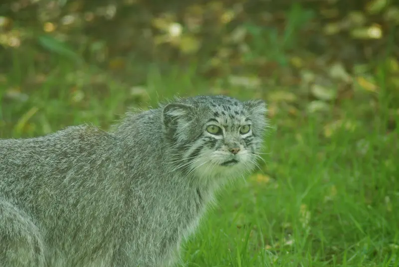 A photograph of a Pallas's cat in Howletts Wild Animal Park