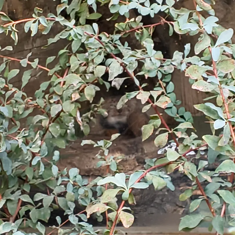 A photograph of Naré in Yerevan Zoo