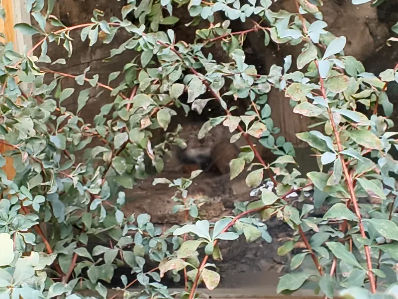 A photograph of Naré in Yerevan Zoo