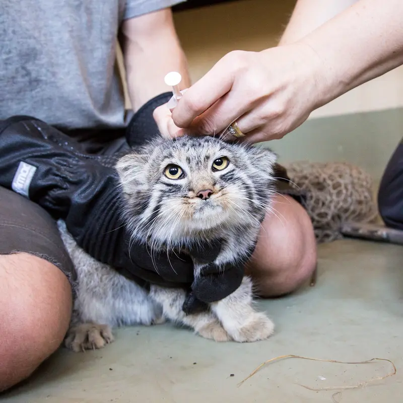 A photograph of a Pallas's cat