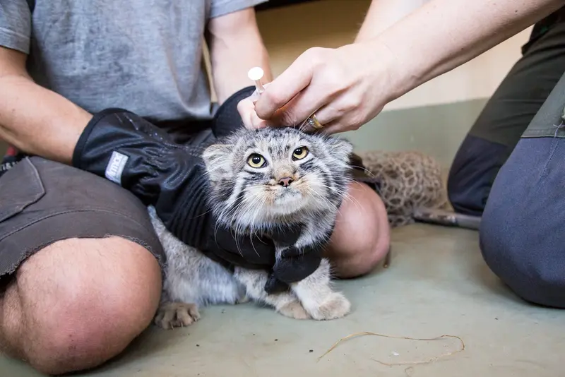 A photograph of a Pallas's cat