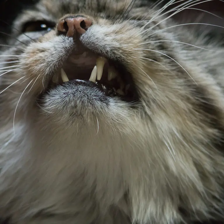 A photograph of Primula in Ueno Zoological Gardens