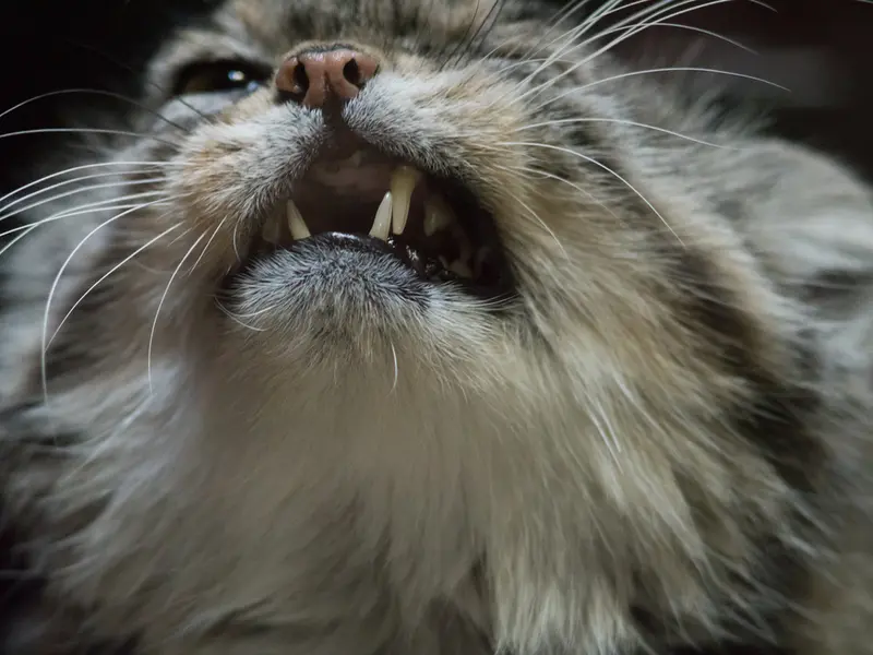A photograph of Primula in Ueno Zoological Gardens