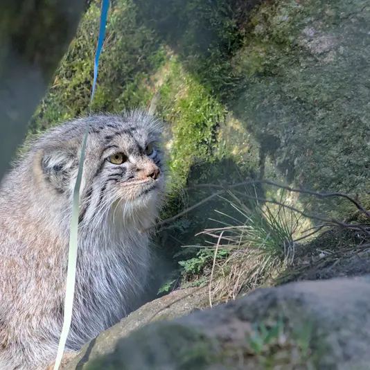 A photograph of Stubsi in Hellabrunn zoo