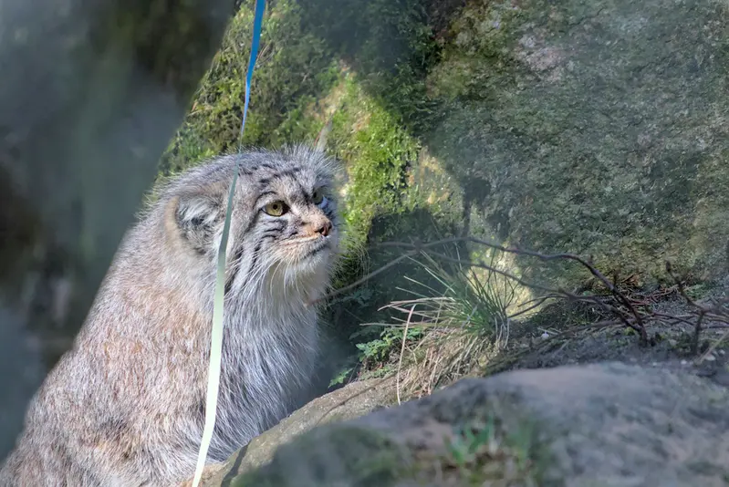 A photograph of Stubsi in Hellabrunn zoo