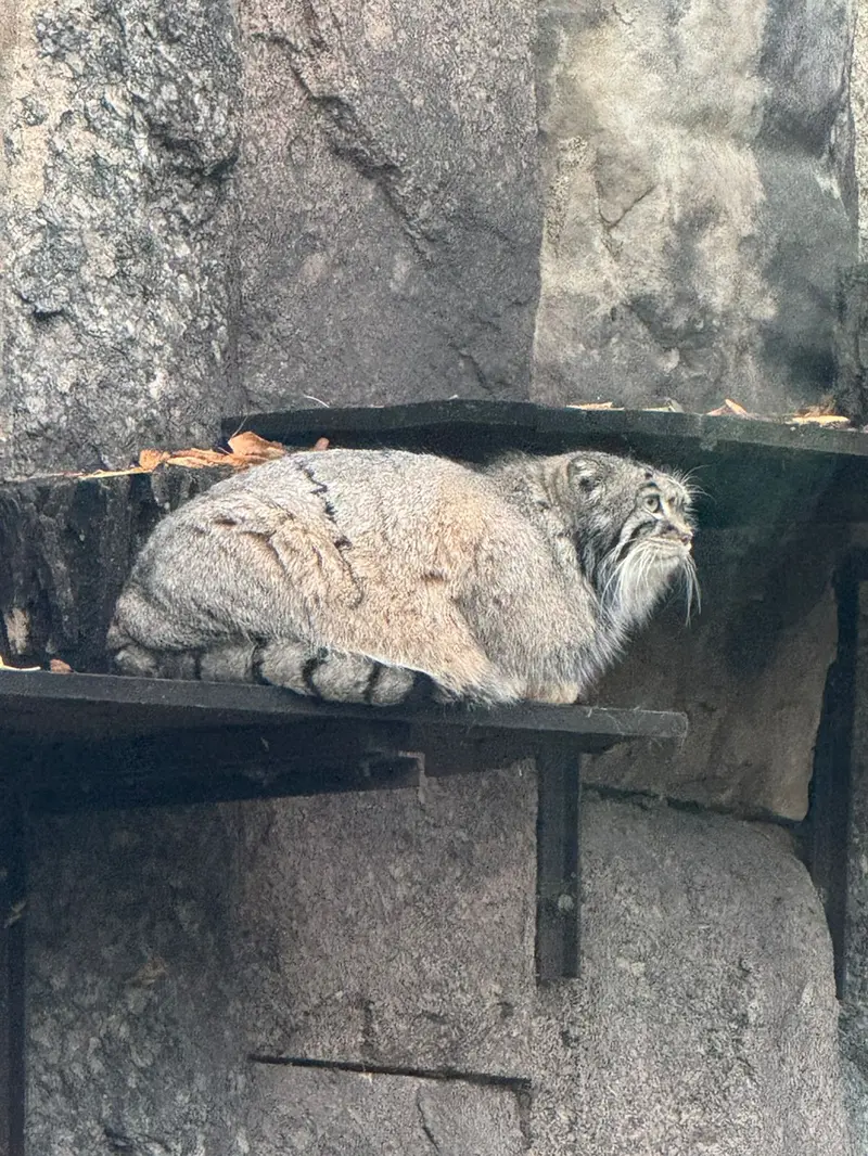 A photograph of Timofey in Moscow zoo