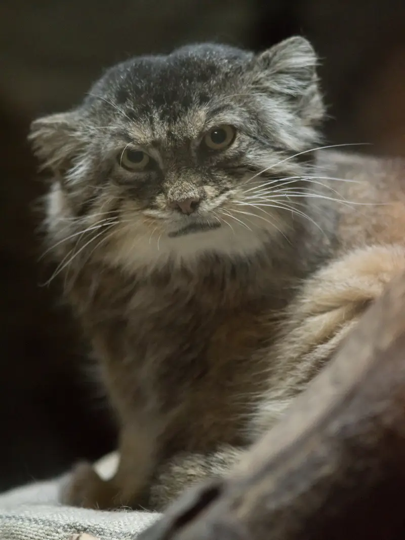 A photograph of Primula in Ueno Zoological Gardens