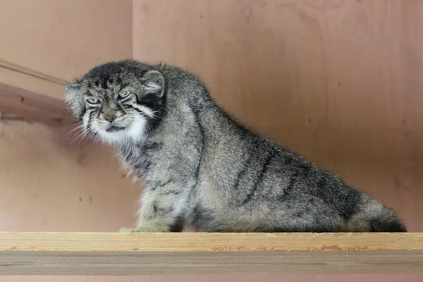 A photograph of Sebastian in Saitama Children's Zoo