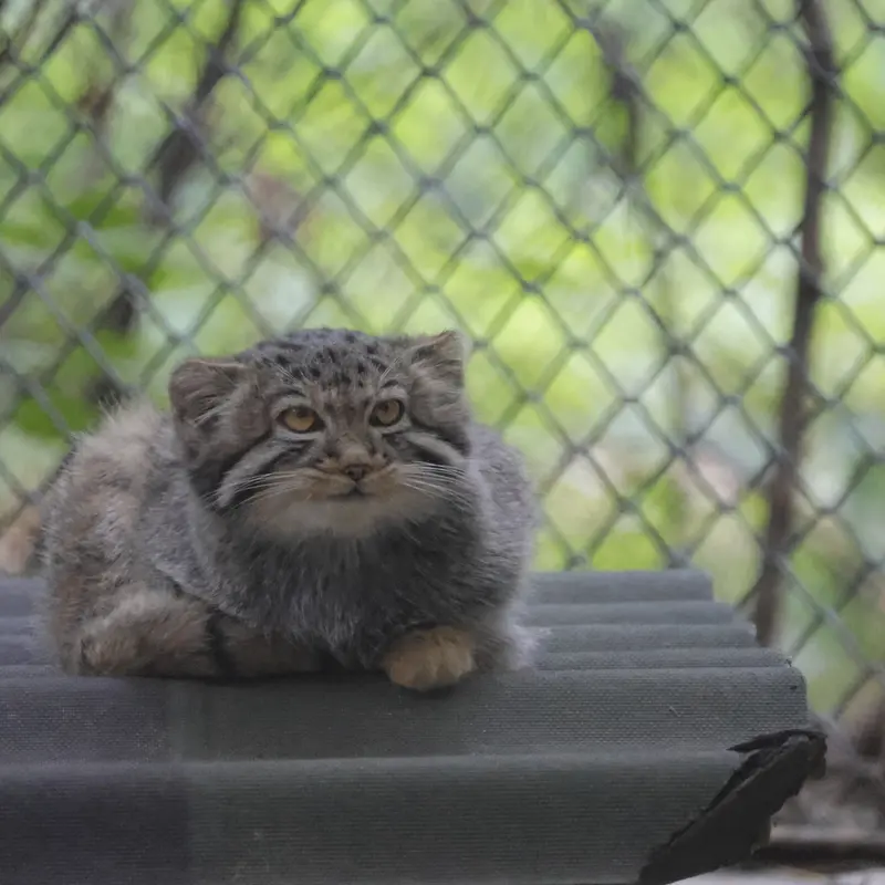 A photograph of a Pallas's cat in Novosibirsk Zoo