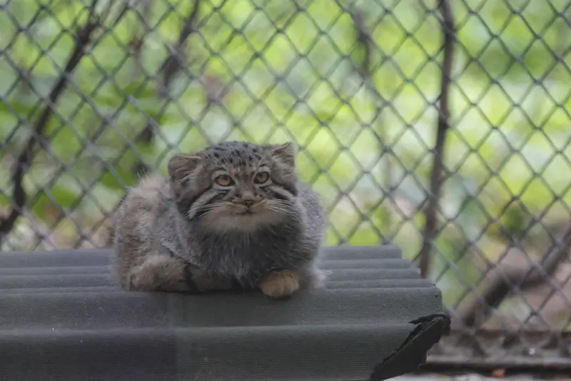 A photograph of a Pallas's cat in Novosibirsk Zoo
