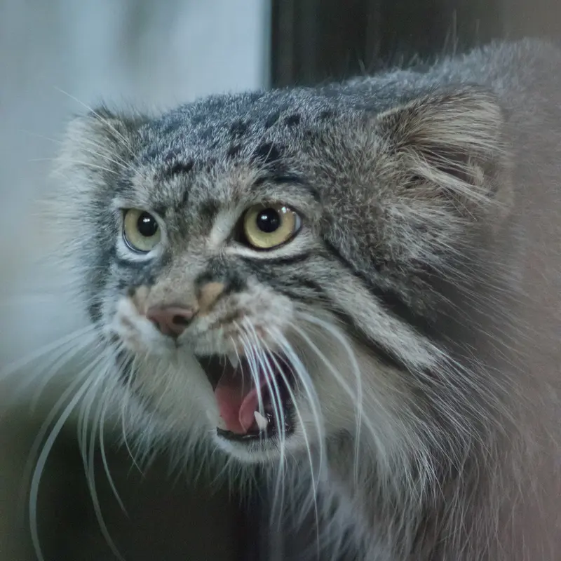 A photograph of Figa in Nogeyama Zoo