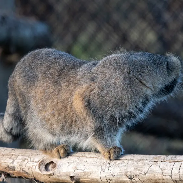 A photograph of Atlan in Port Lympne Wild Animal Park
