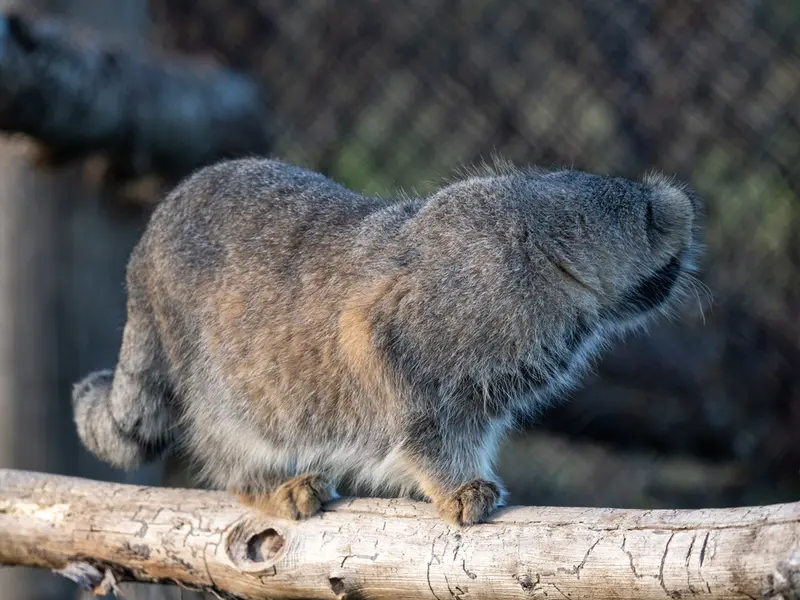 A photograph of Atlan in Port Lympne Wild Animal Park