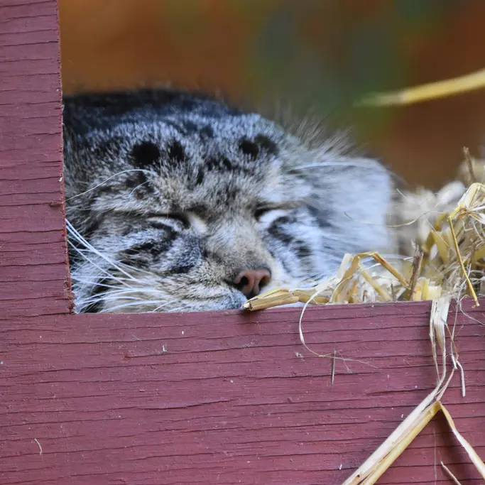 A photograph of Khal in Banham Zoo