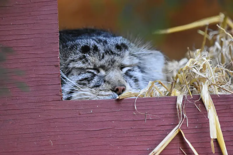 A photograph of Khal in Banham Zoo