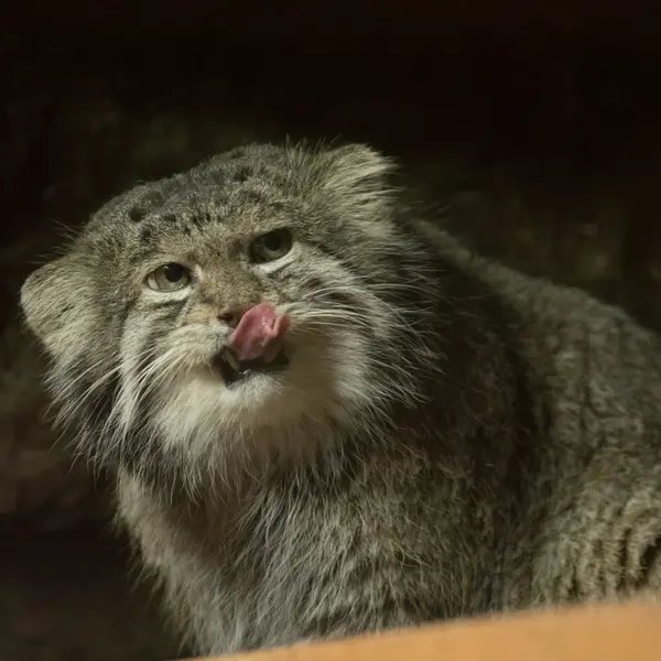 A photograph of Klyon in Ueno Zoological Gardens