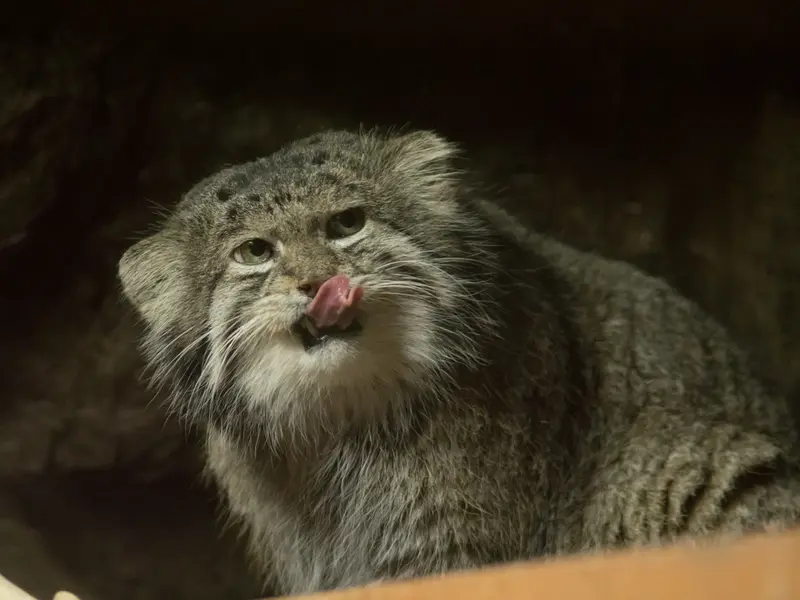 A photograph of Klyon in Ueno Zoological Gardens