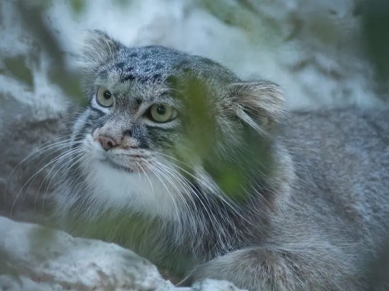 A photograph of Figa in Nogeyama Zoo