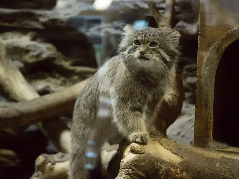 A photograph of Klyon in Ueno Zoological Gardens