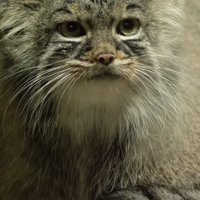 A photograph of Shafran in Ueno Zoological Gardens