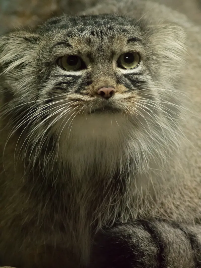 A photograph of Shafran in Ueno Zoological Gardens