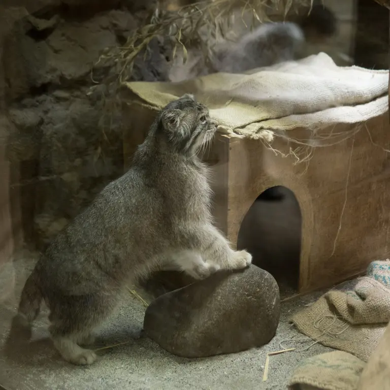 A photograph of Klyon in Ueno Zoological Gardens