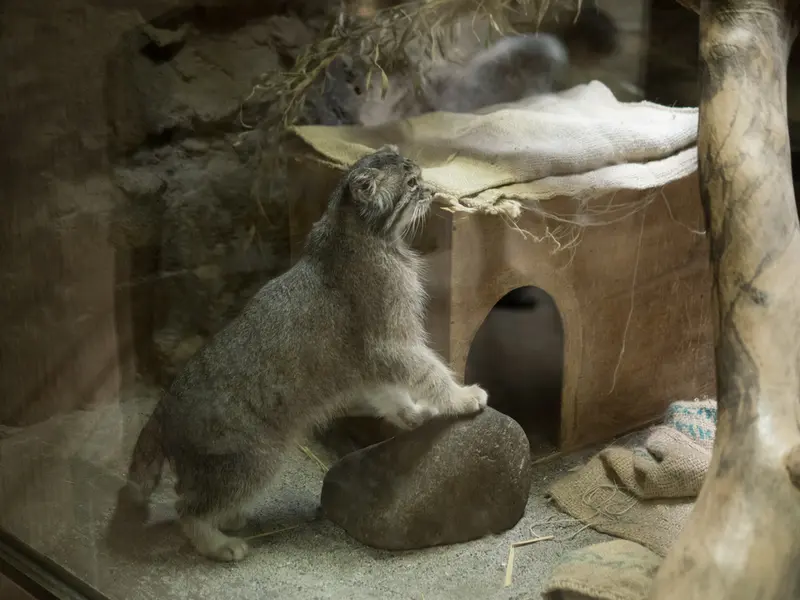 A photograph of Klyon in Ueno Zoological Gardens