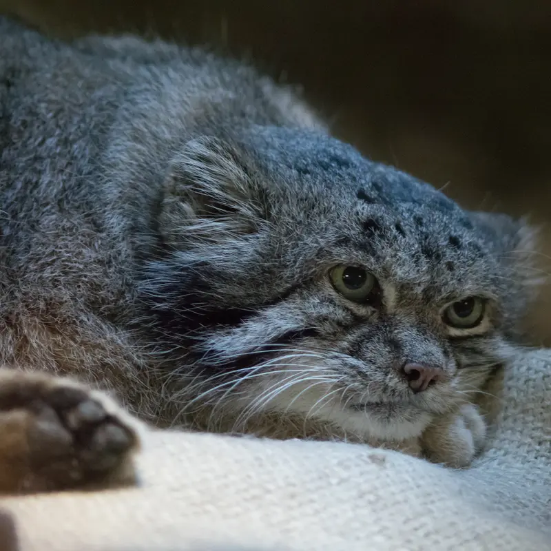 A photograph of Klyon in Ueno Zoological Gardens