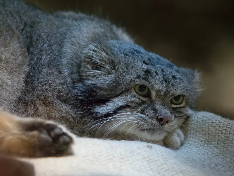 A photograph of Klyon in Ueno Zoological Gardens