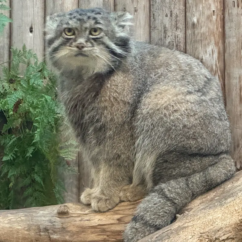 A photograph of Nar in Kobe Animal Kingdom