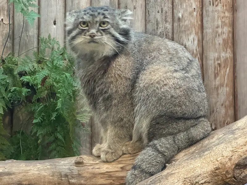 A photograph of Nar in Kobe Animal Kingdom