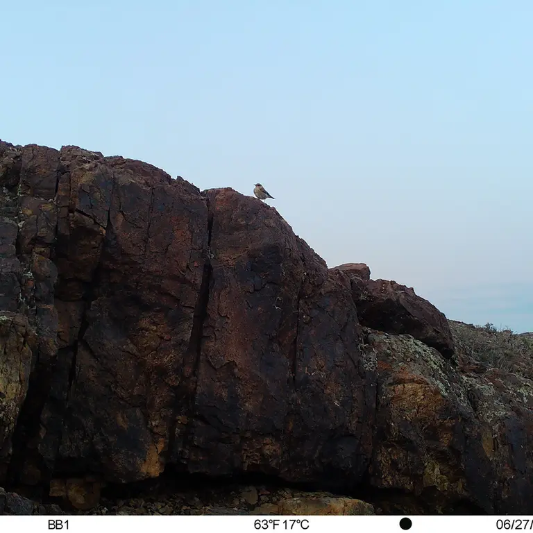 A photograph of a Pallas's cat from Aktas-Kunkora [new] camera trap