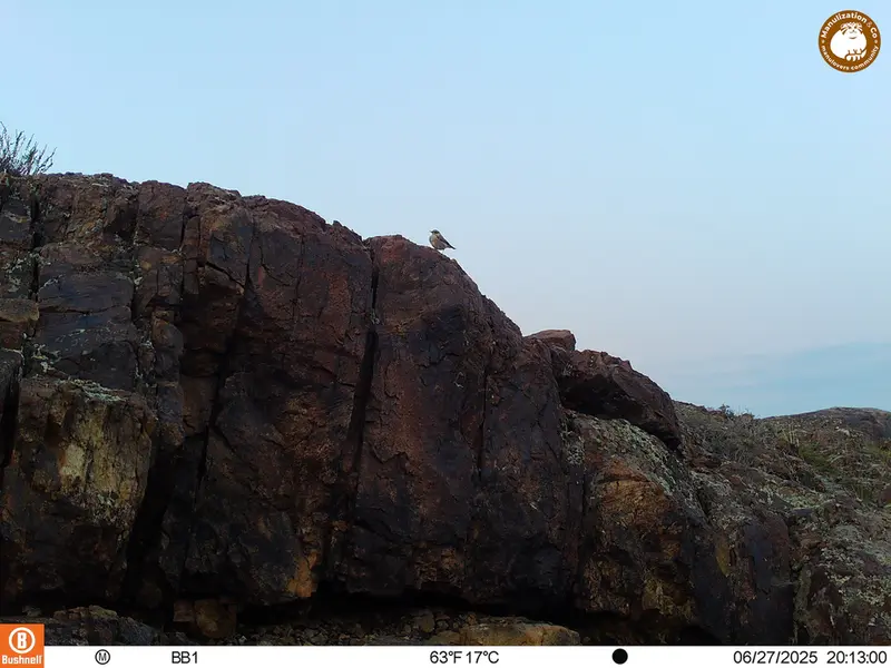 A photograph of a Pallas's cat from Aktas-Kunkora [new] camera trap