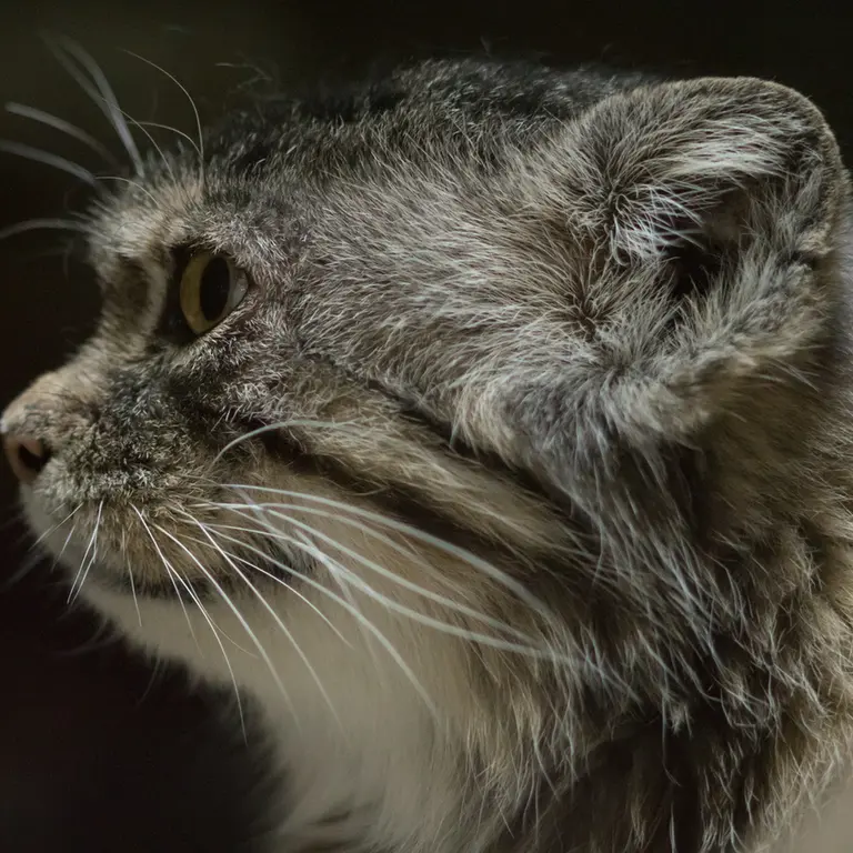 A photograph of Primula in Ueno Zoological Gardens
