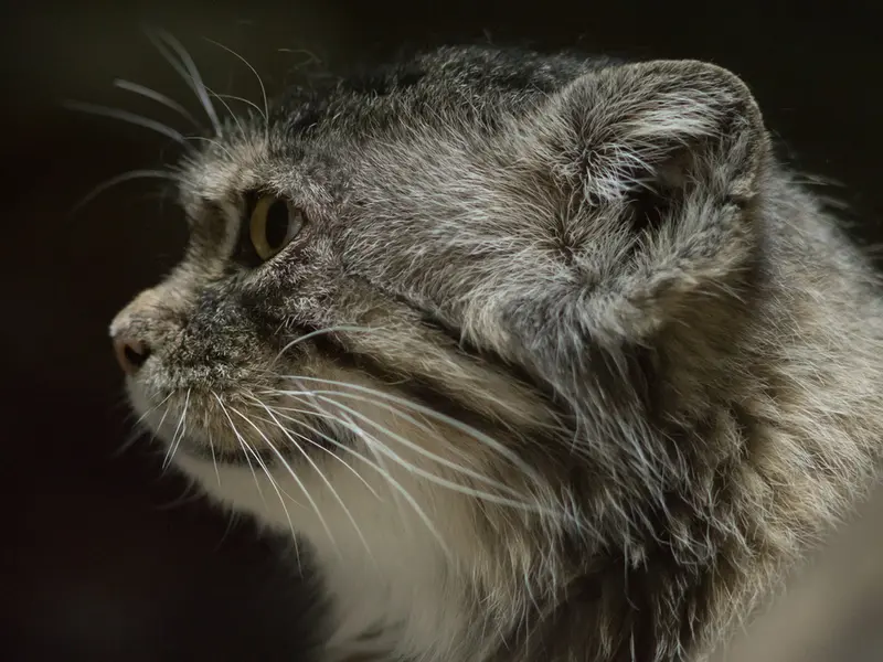 A photograph of Primula in Ueno Zoological Gardens