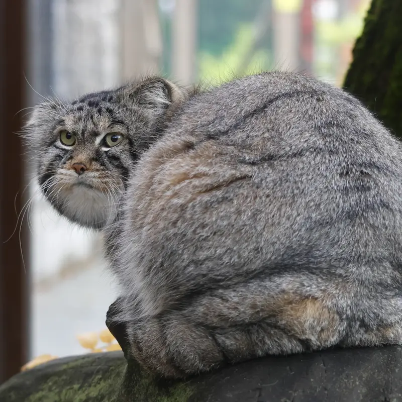 A photograph of Timofey in Moscow zoo