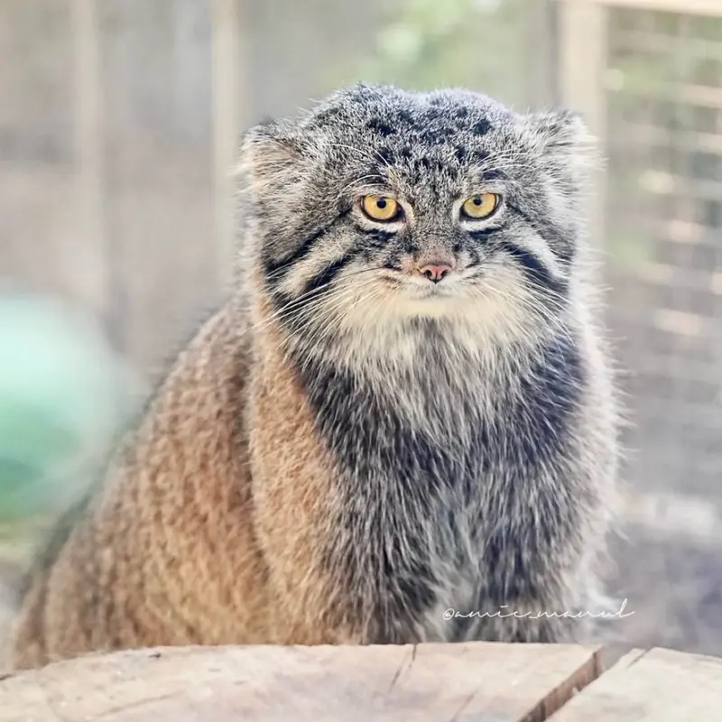 A photograph of a Pallas's cat